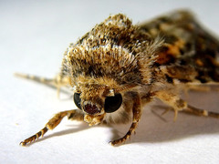 Proteuxoa florescens