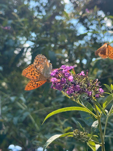 Silver-washed Fritillary