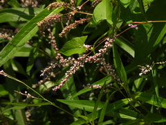 Persicaria decipiens