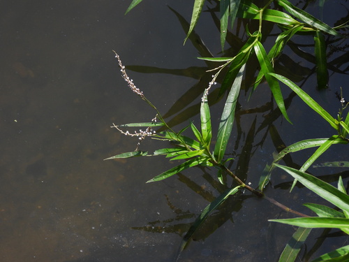 Persicaria decipiens, photograph 1