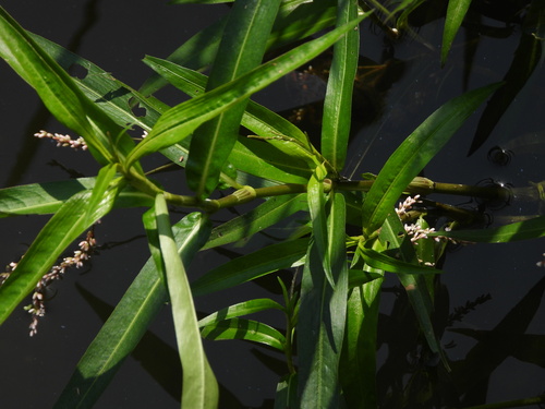 Persicaria decipiens, photograph 3