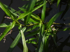 Persicaria decipiens, photograph (c) Duarte Frade, some rights reserved (CC BY)