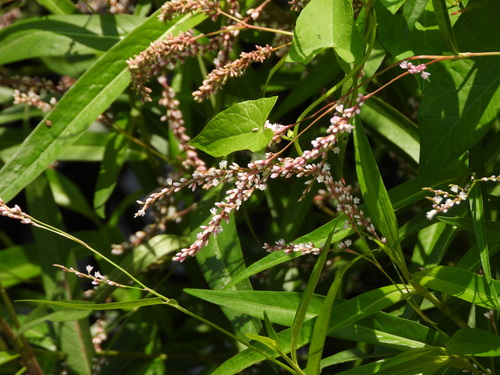 Persicaria decipiens, photograph 2