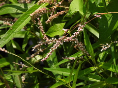 Persicaria decipiens, photograph (c) Duarte Frade, some rights reserved (CC BY)