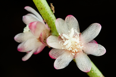 Rhipsalis floccosa, photograph (c) Pedro Alvaro Neves, some rights reserved (CC BY)