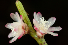 Rhipsalis floccosa, photograph (c) Pedro Alvaro Neves, some rights reserved (CC BY)