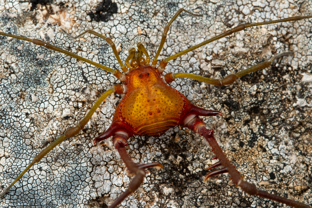 daddy longlegs