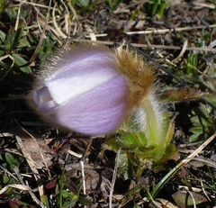 Pulsatilla vernalis
