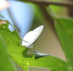 Spalgis lemolea lemolea