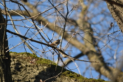 Phoenicurus ochruros