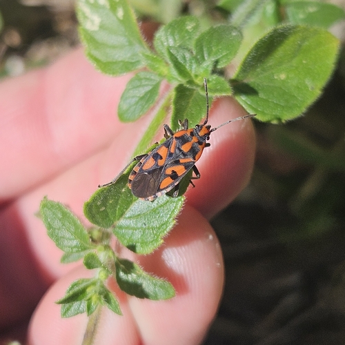 Spilostethus saxatilis