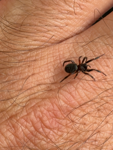 Bunte Bodenkugelspinne