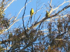 Polytelis anthopeplus