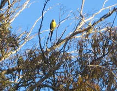 Polytelis anthopeplus