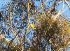 Polytelis anthopeplus