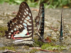 Graphium doson postianus