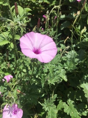 Convolvulus althaeoides althaeoides