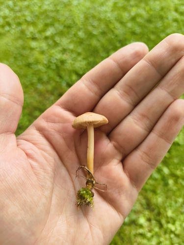 fairy ring marasmius