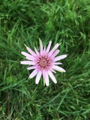 Tragopogon eriospermus