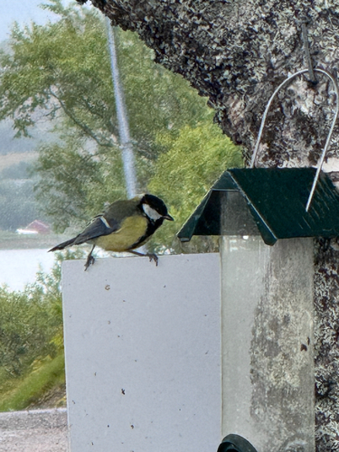 Great Tit
