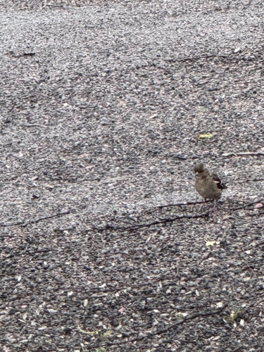 Common Chaffinch