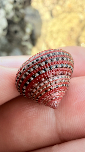 Clanculus pharaonius observed 2026-08-11