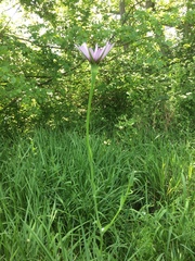 Tragopogon eriospermus