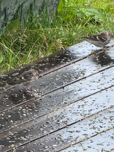 Redpoll