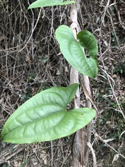 Dioscorea transversa