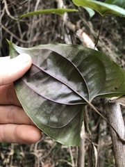 Dioscorea transversa