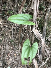 Dioscorea transversa