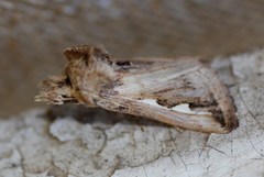 Didugua argentilinea