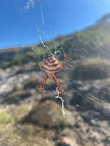 Lobed Argiope