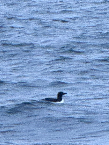 Common Murre