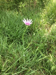 Tragopogon eriospermus
