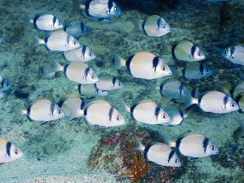 Common Two-banded Seabream, photo 8 of 8