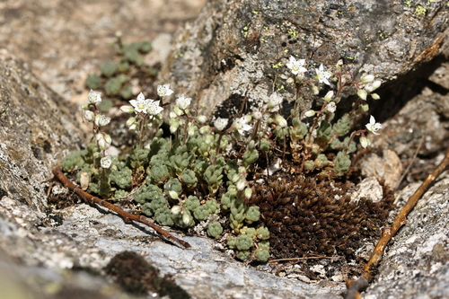 Sedum hirsutum, photograph 5