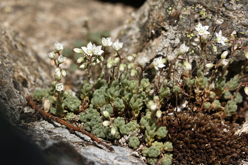 Sedum hirsutum, photograph 6