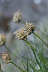 Phyteuma hemisphaericum, photograph (c) Antoine Thivolle, some rights reserved (CC BY)
