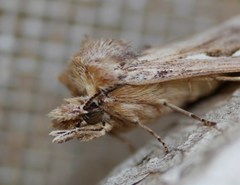 Didugua argentilinea