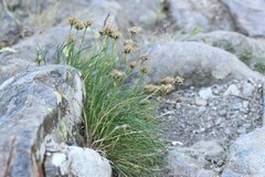 Phyteuma hemisphaericum, photograph (c) Antoine Thivolle, some rights reserved (CC BY)
