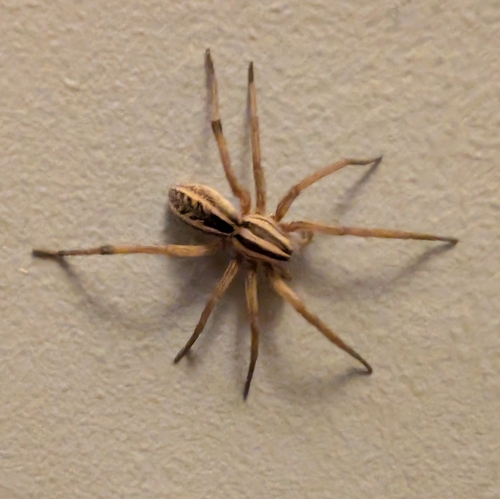Rabid Wolf Spider