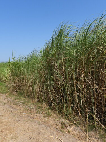 Saccharum spontaneum, photograph 3