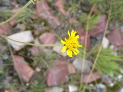 Anisopappus anemonifolius
