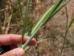 Saccharum spontaneum, photograph (c) Duarte Frade, some rights reserved (CC BY)