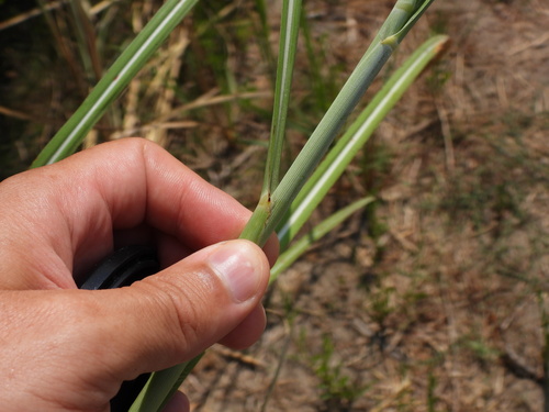 Saccharum spontaneum, photograph 5