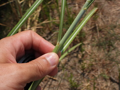 Saccharum spontaneum, photograph (c) Duarte Frade, some rights reserved (CC BY)