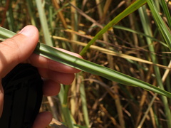 Saccharum spontaneum, photograph (c) Duarte Frade, some rights reserved (CC BY)