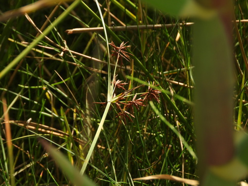 Cyperus longus, photograph 2