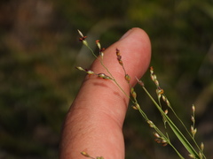Panicum repens, photograph (c) Duarte Frade, some rights reserved (CC BY)